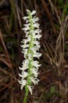 Great Plains lady's tresses